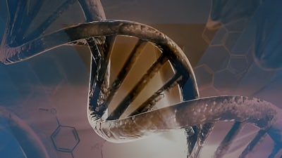 Fehlende Bindeglieder in der menschlichen Evolution