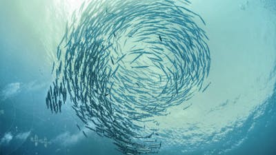 Navega por el océano energético