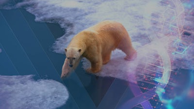 Q&A: Climate Change and DNA 