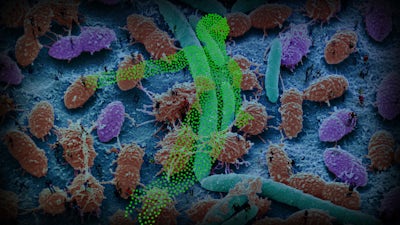 L'extinction invisible