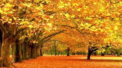 Living from Vision (Ilona Selke)