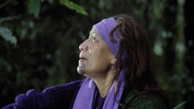 Voices from the Forest