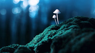 Stanislav Grof on Psychotropic Drugs