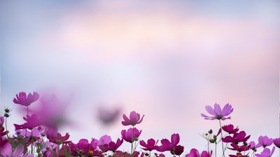 Vaginal Health Longevity