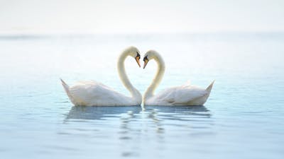 El Amor Sano