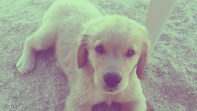 Pet Health Makeover