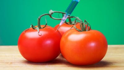 Laura Thompson on It's the Hormones, Stupid!