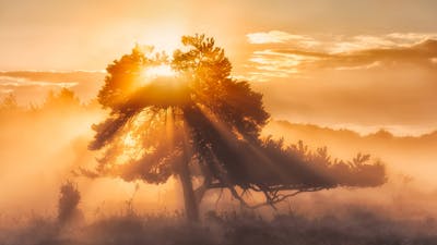 Visualize Healing