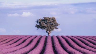 Integration of Contentment: Audio Meditation