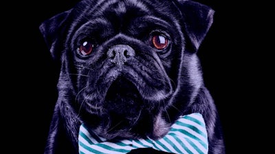 Connecting with Animals