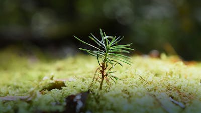 Grounding with Nature