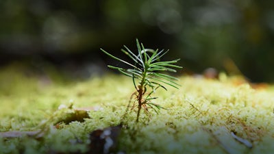 Grounding with Nature