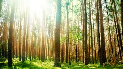 Psychic Pathway and Yoga Darshana (Sonia Choquette & Kofi Busia)