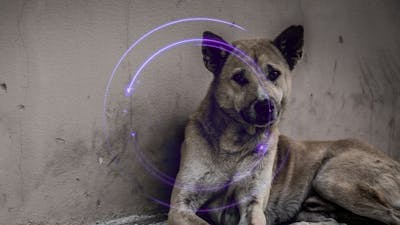 Abuso animal en nuestro planeta