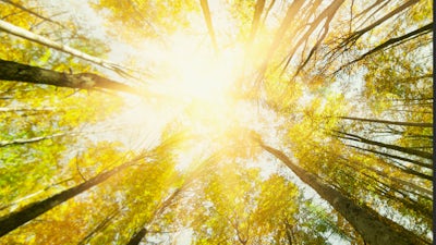 Robert Tennyson Stevens on The Language of Life