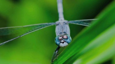 Purity Audio Meditation