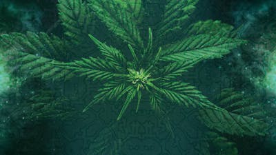 Cannabis: Die ursprüngliche Medizin