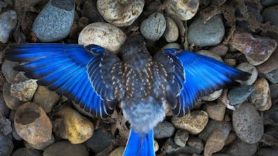 Dispelling Doubts of the Afterlife