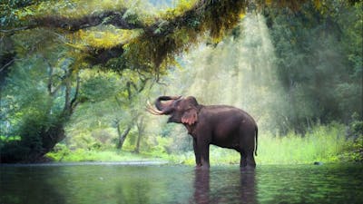 Lek Chailert on her Elephant Sanctuary