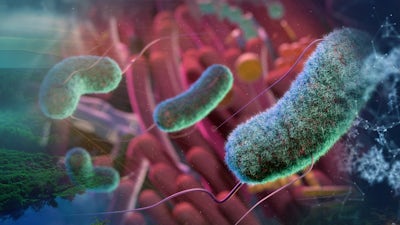 Symbiose & microbiotes : le secret de la santé globale.