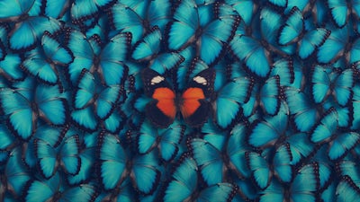 Change Your Story, Change Your Life with Barnet Bain