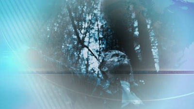 Can Meeting Supernatural Entities on DMT Heal You?