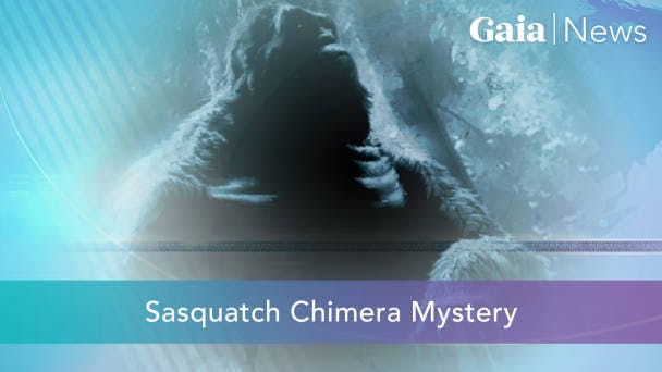 Sasquatch Chimera Mystery