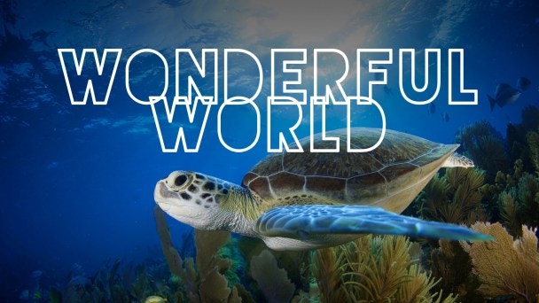 wonderful world