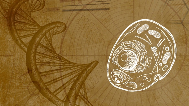 Telomeros, Longevidad y Espiritualidad
